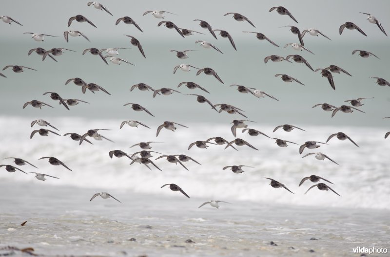 Een vlucht paarse strandlopers en drieteenstrandlopers