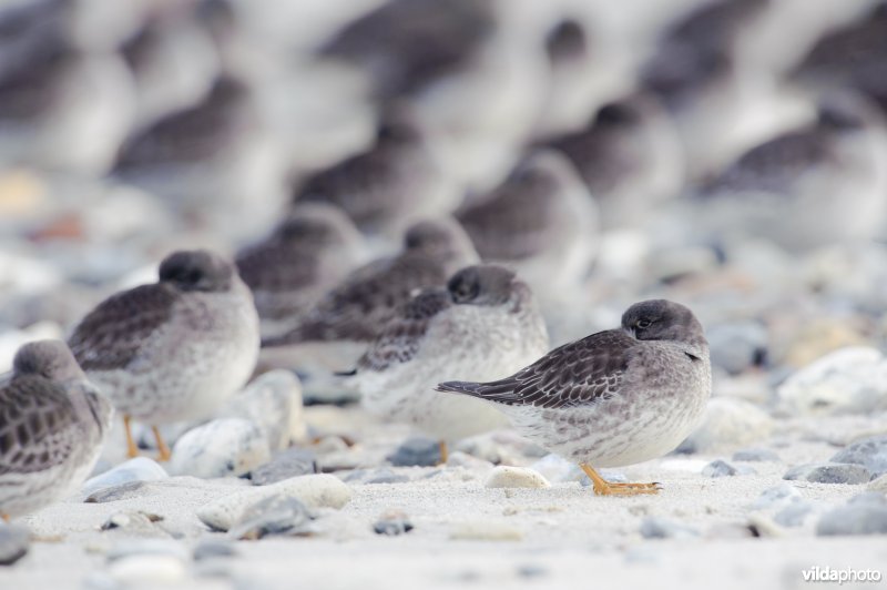 Paarse strandloper