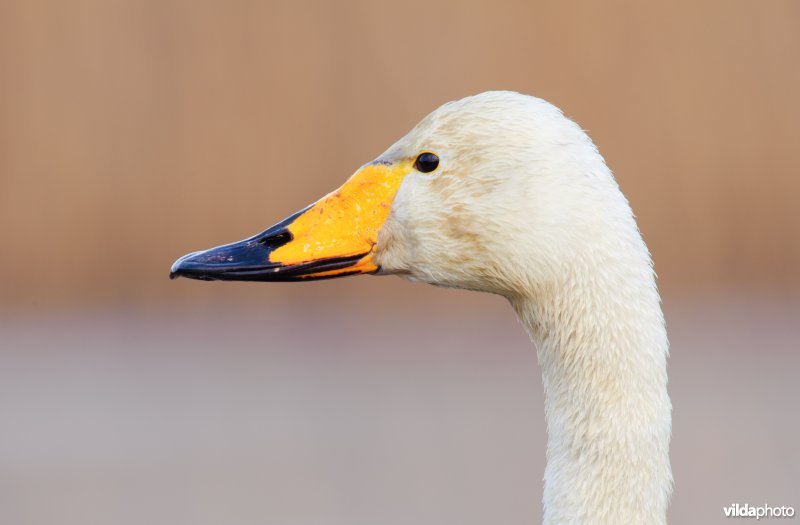 Wilde zwaan langs een rietkant op bevroren water