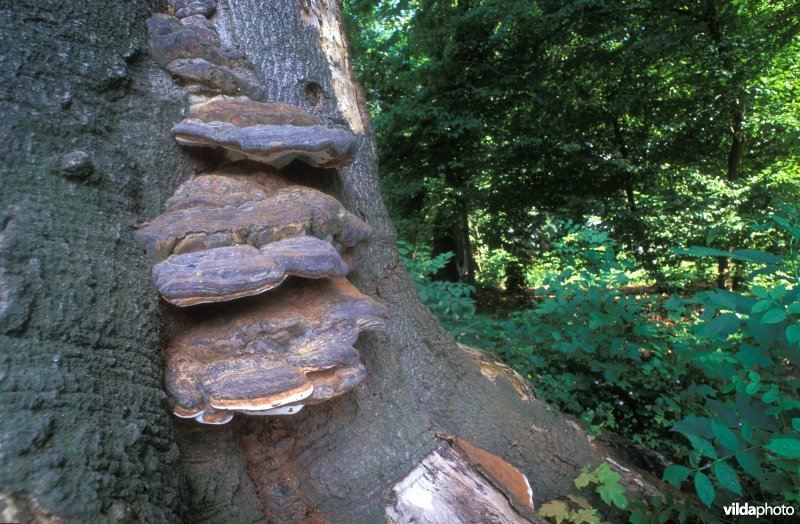 waslakzwam in plantentuin Meise