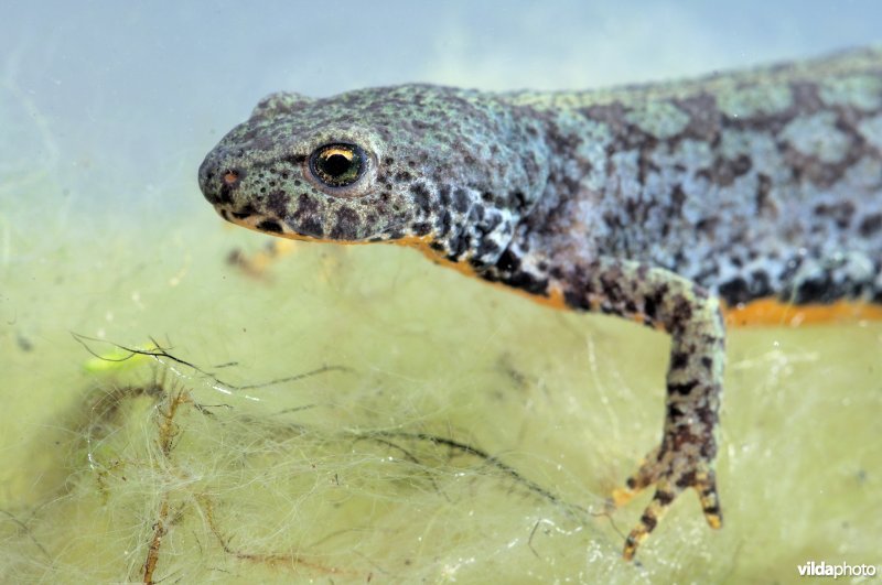 Alpenwatersalamander