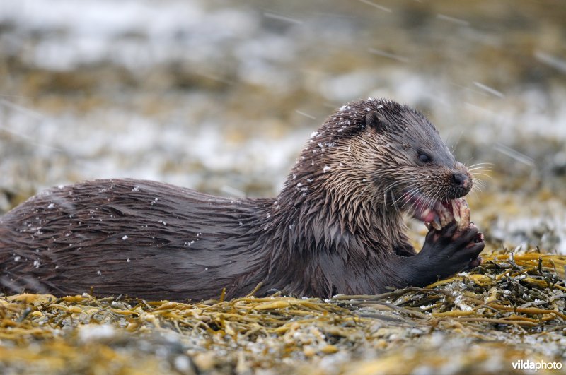 Otter