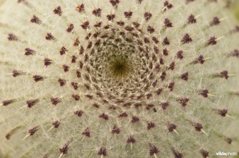 Detail van bloemhoofdje van een wollige distel