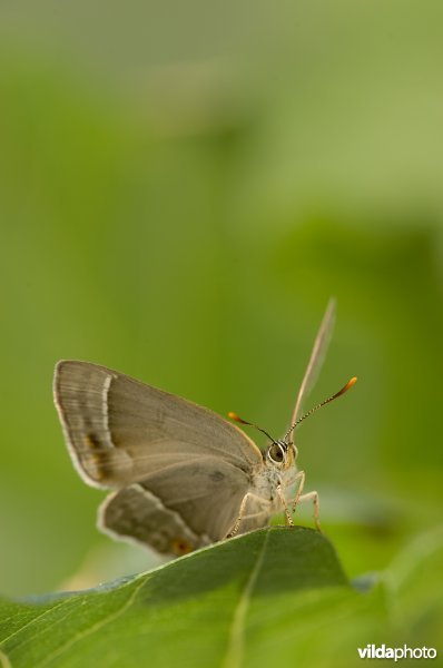 Portret van een eikenpage op een eikenblad