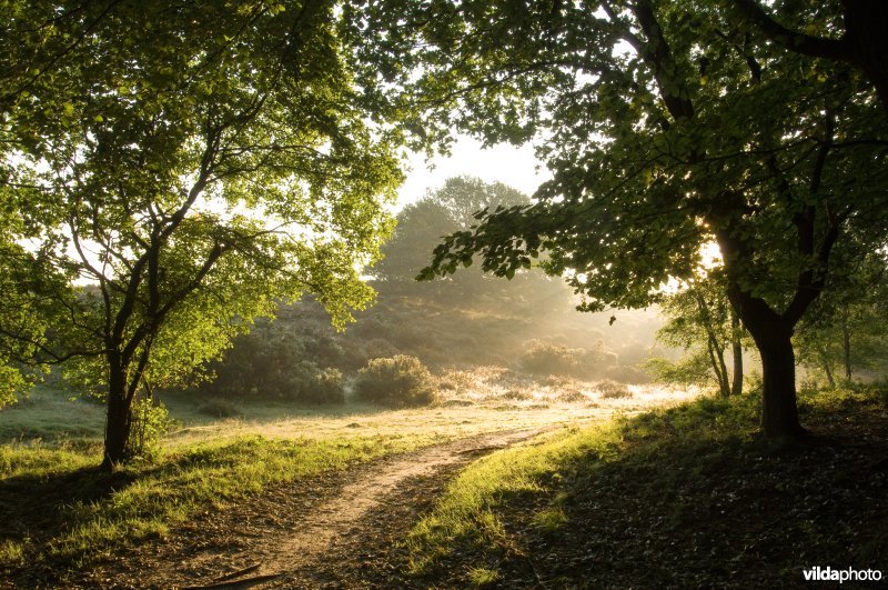 Zandpad op de Veluwezoom