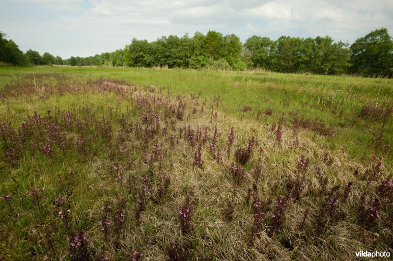 Landschap met massale groei van moeraskartelblad