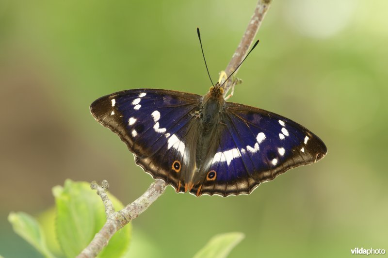 Grote weerschijnvlinder