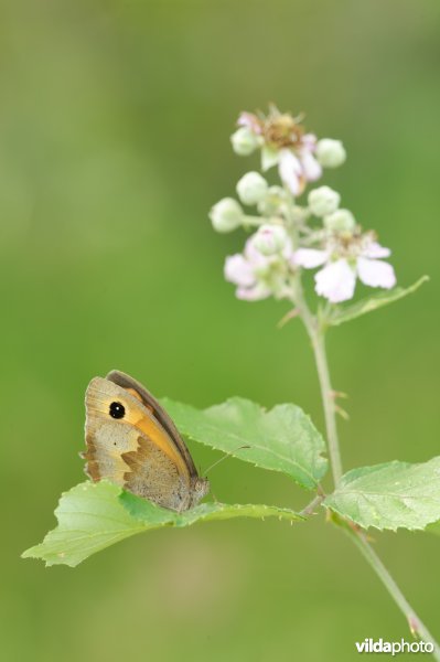 Bruin zandoogje