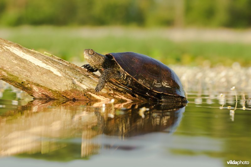 Portret van een moerasschildpad