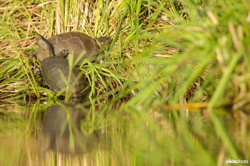 Moerasschildpad