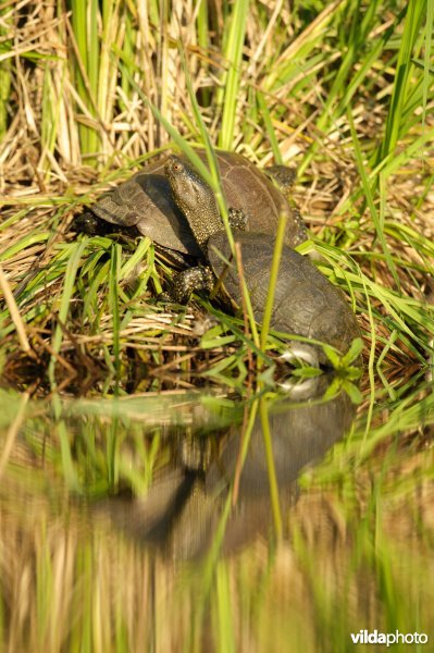 Moerasschildpad