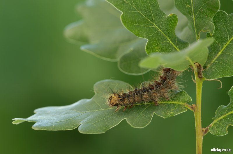 Rups van Plakker