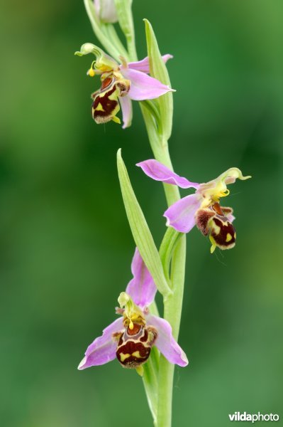Bijenorchis