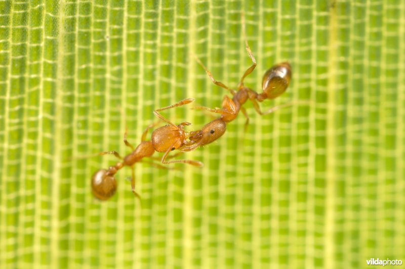 Trophallaxis