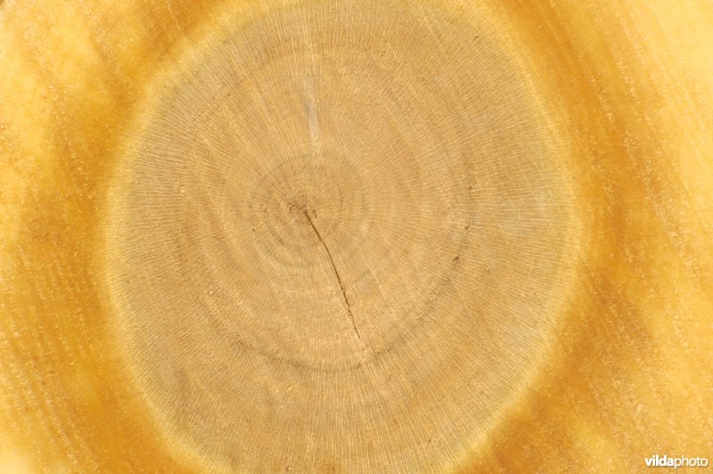 Amerikaanse vogelkers