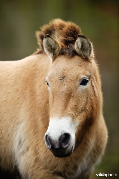 Close-up van Przewalskipaard