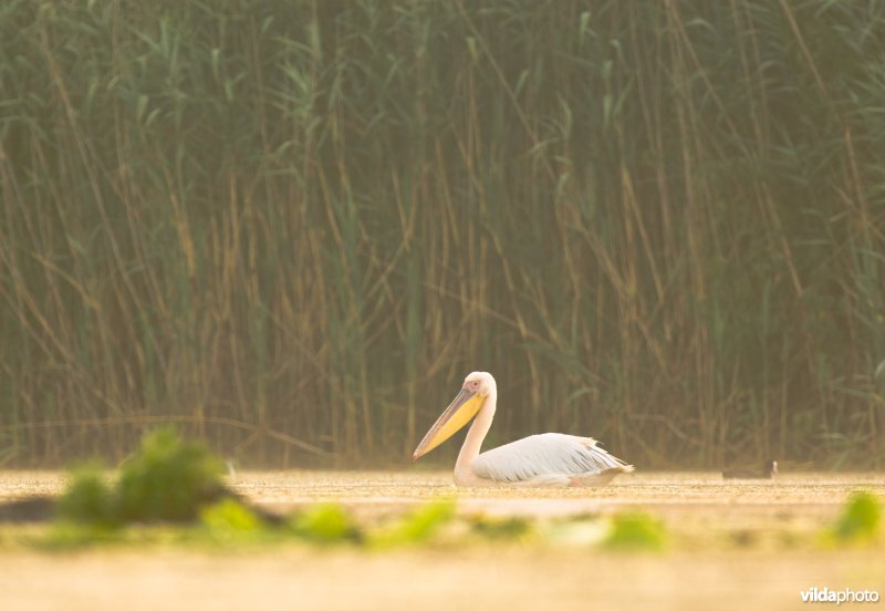 Een pelikaan zwemt in een moeras