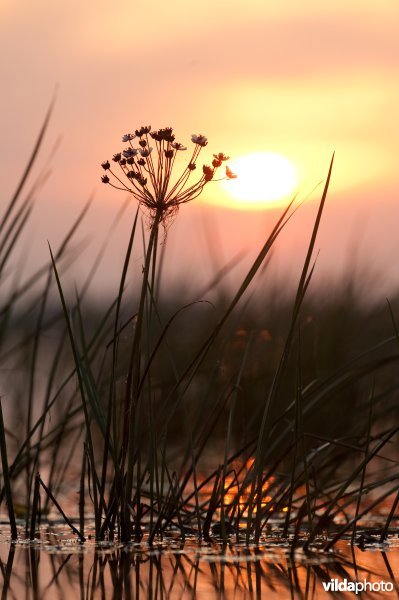 Bloeiende zwanenbloem tegen ondergaande zon