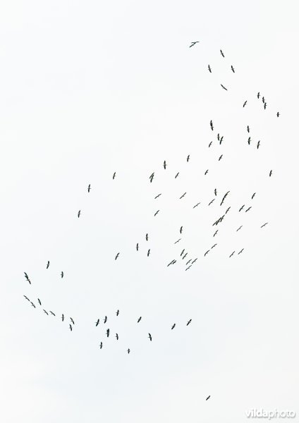 Thermiekende pelikanen