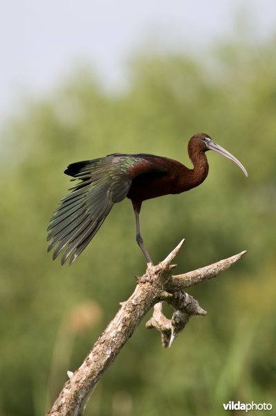 Zwarte ibis