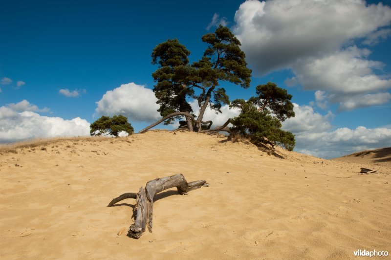 Vliegdennen in stuifzandlandschap