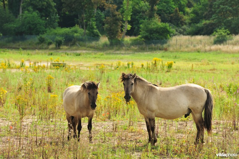 Konikpaarden in de Fluithoekduinen