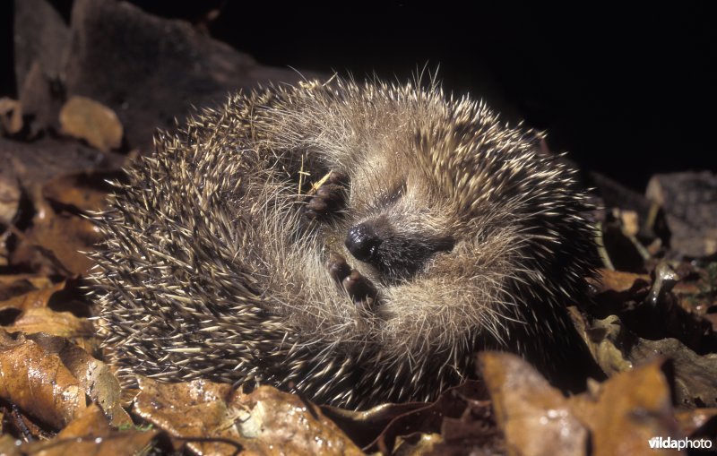 Egel op een bolletje