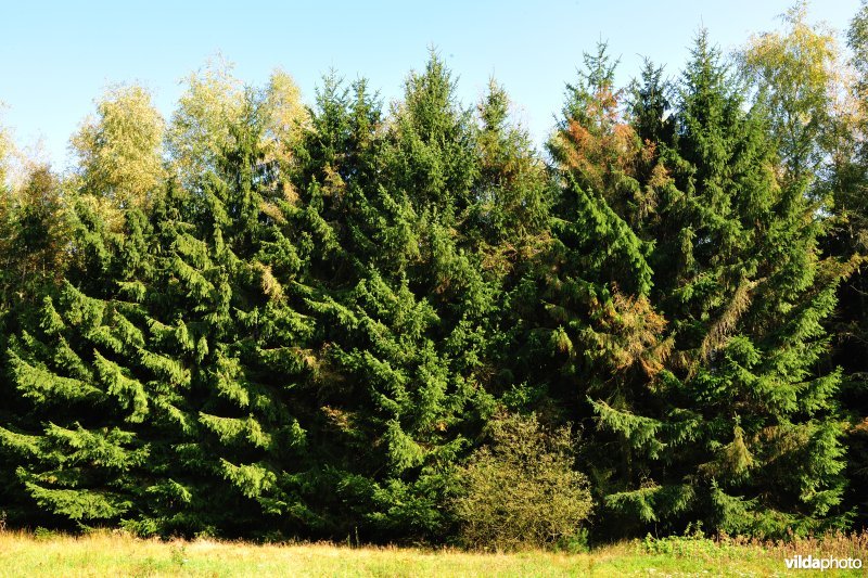 Sparrenaanplant