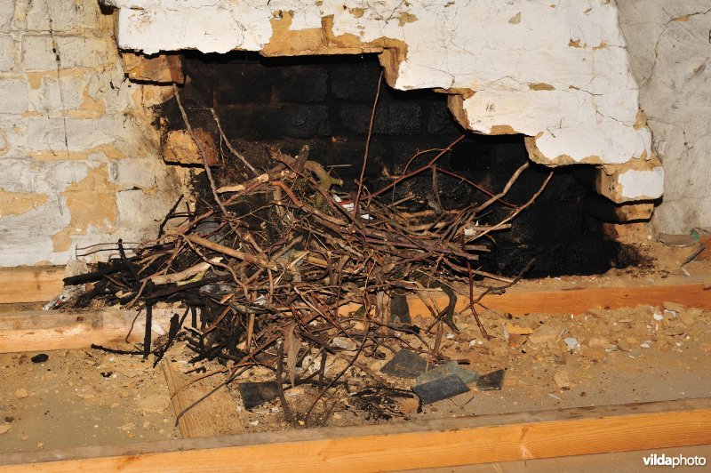 Nestmateriaal van Kauwen in opengekapte schouw