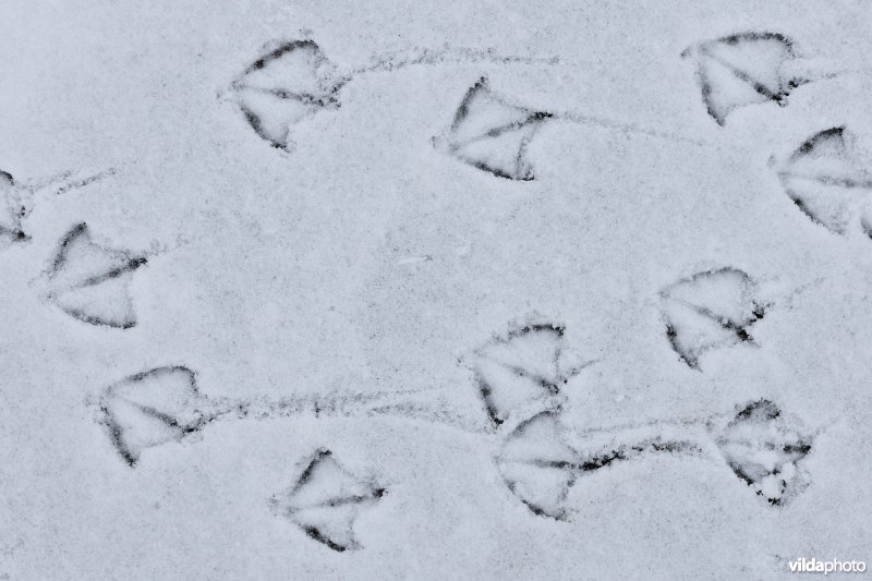 Pootafdrukken van Kokmeeuwen in de sneeuw