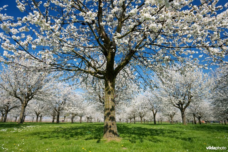 Kersenboomgaard