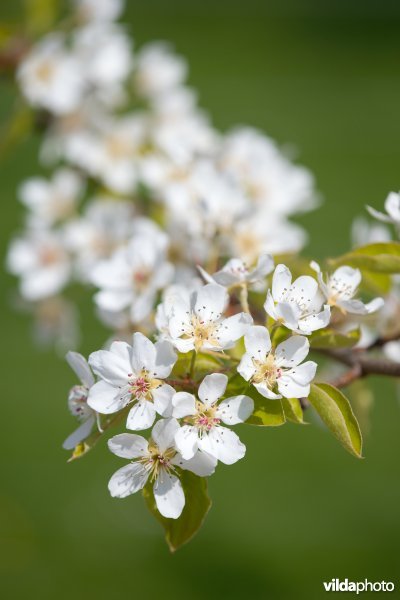 Perenbloesems