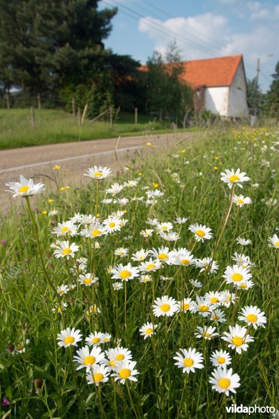 Bloemrijke wegberm