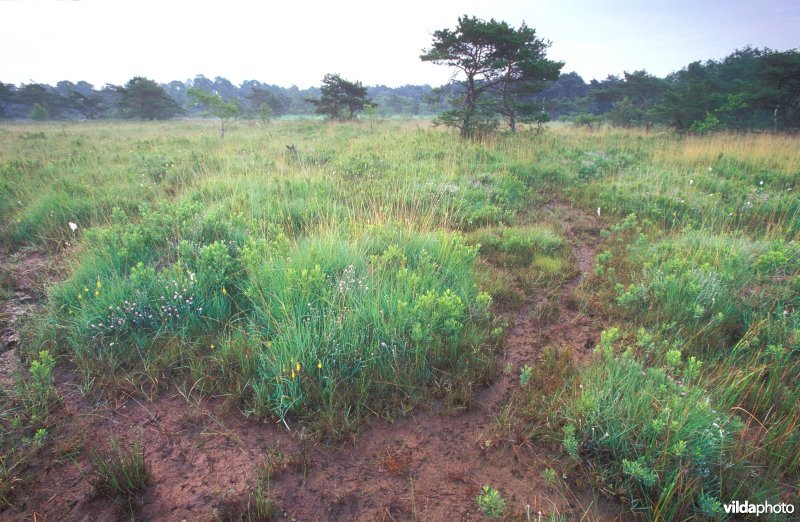 Natuurreservaat Buitengoor