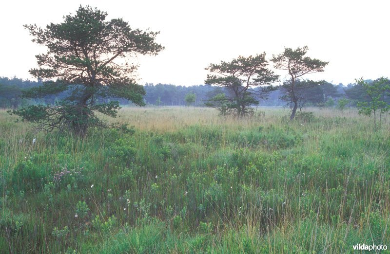 Vochtige heide in het Buitengoor
