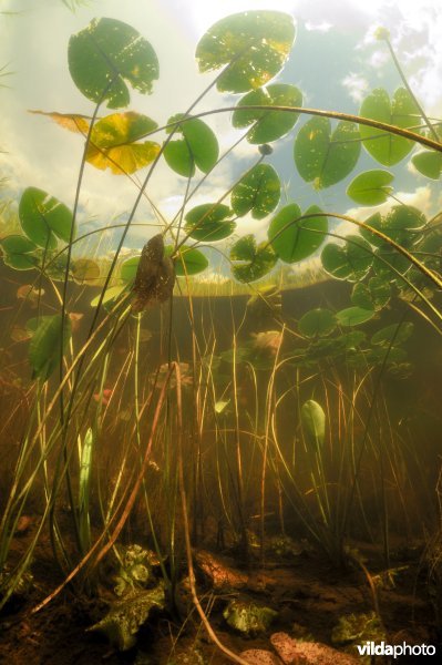 Onderwaterlandschap met waterlelie