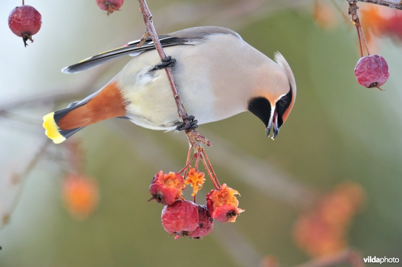 Pestvogel