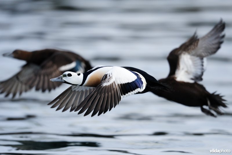 Stellers Eider vliegt op