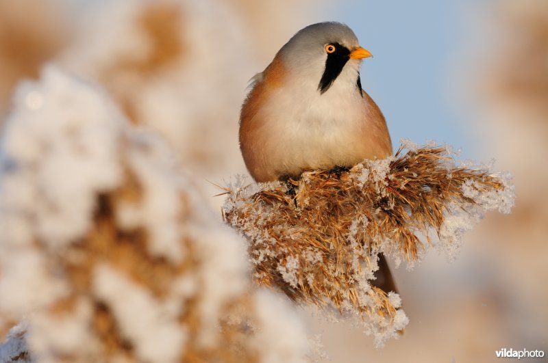 Baardmannetje in berijpte rietkraag