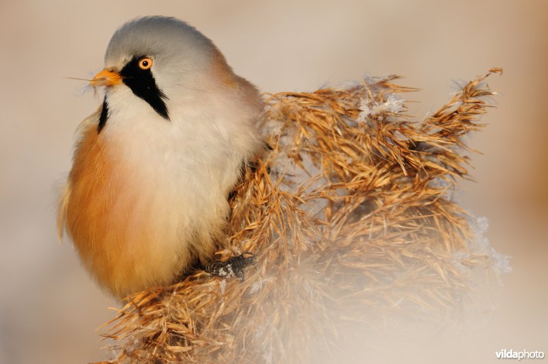 Baardmannetje in berijpte rietkraag