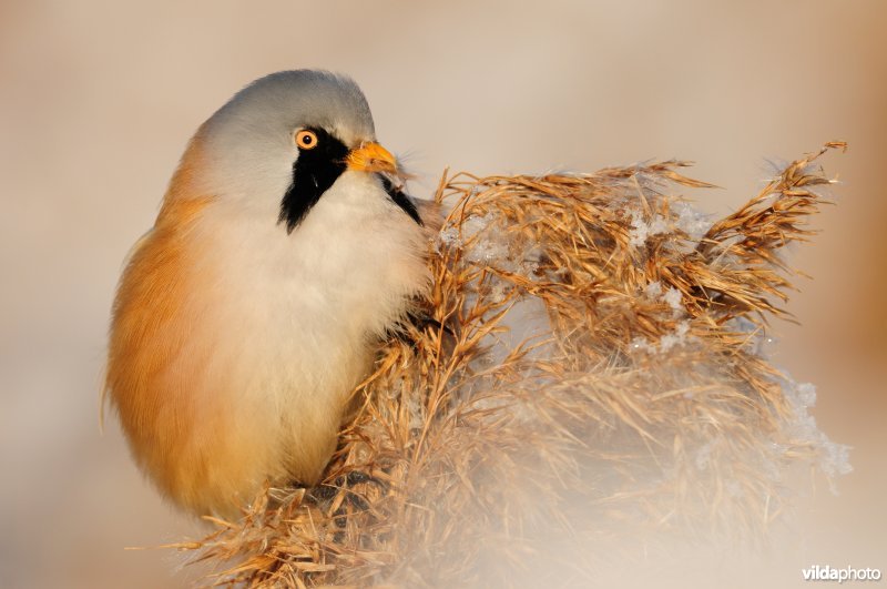 Baardmannetje in berijpte rietkraag