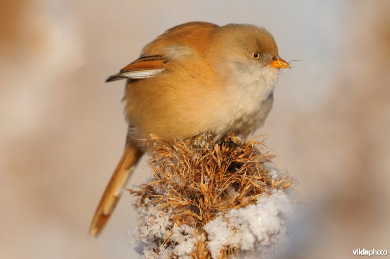 Juveniel Baardmannetje