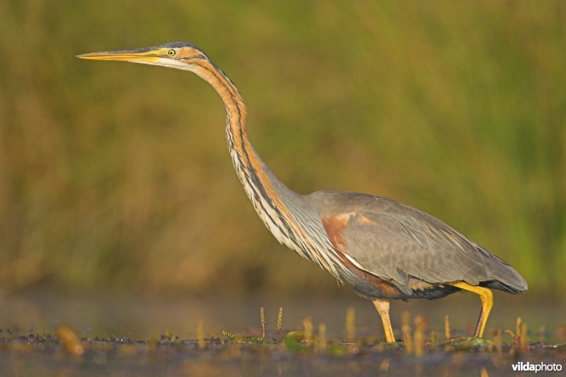 Purperreiger