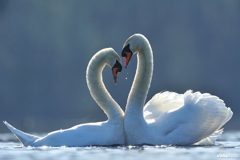 Baltsende Knobbelzwanen