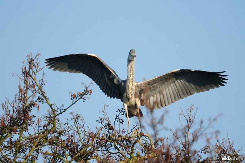 Blauwe reiger