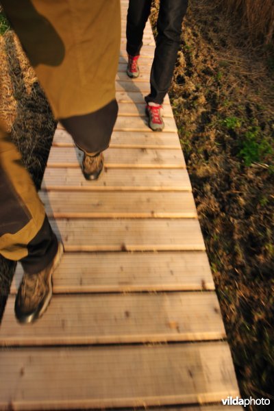 Wandelen op knuppelpad