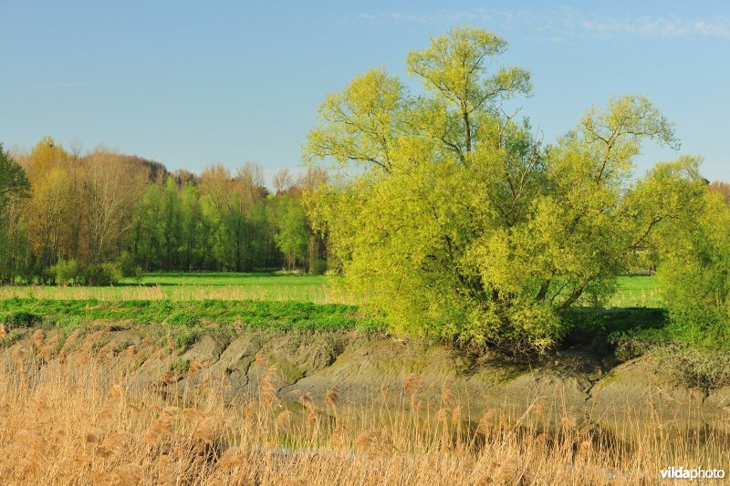 Zoetwaterschorren van de Durme