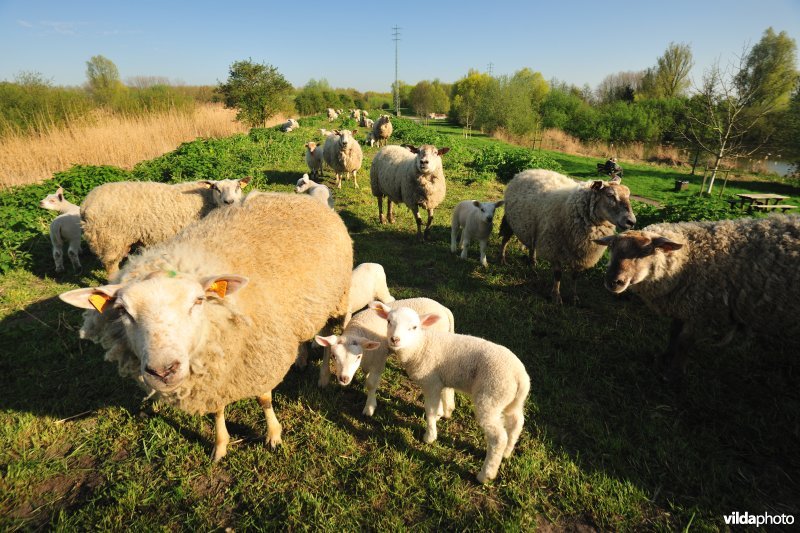 Dijkbegrazing langs de Durme