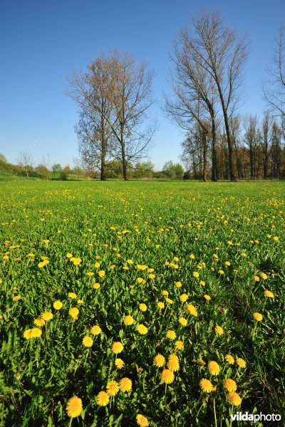 Weijmeerbroek