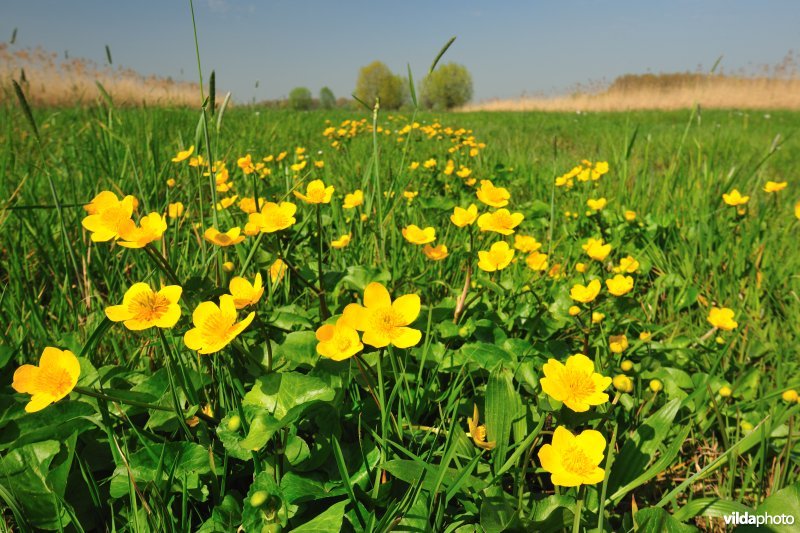 Belham in de Kalkense meersen